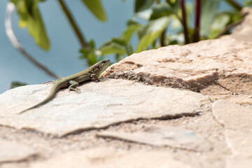 lizard on a wall in the spanish costa brava