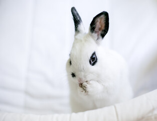 A cute black and white Dwarf rabbit grooming itself and washing its face