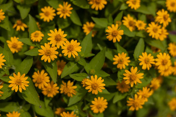 Top view, close-up background, small yellow flowers with many green leaves.