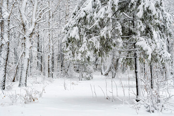 Winter forest covered with freshly fallen white snow. Spruces and birches covered with frost.