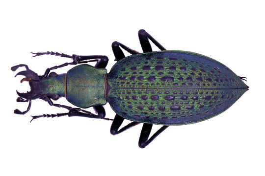 Ground beetle Carabidae Coptolabrus smaragdinus euviris in close view