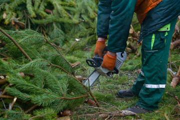 Obraz premium Lumberman hands cutting branches of pines, used Christmas tree, with the chainsaw for recycling. Collection point for recycling