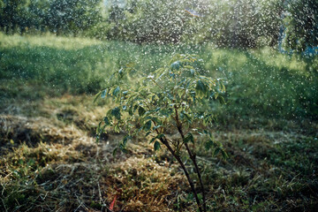 trees green leaves summer nature agriculture cultivation