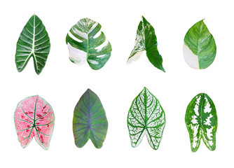 Set of different spotted leaves isolated on white background