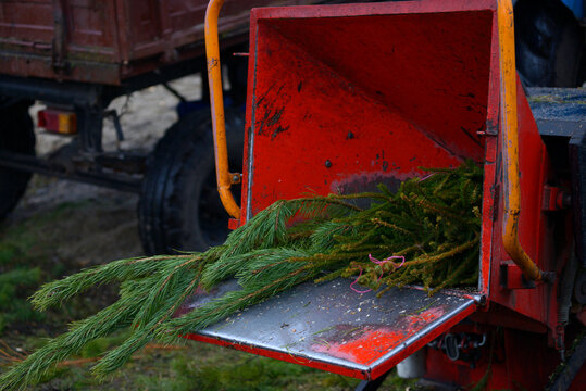 branches of used Christmas tree put in receiver of a wood chipper. Collection point for recycling