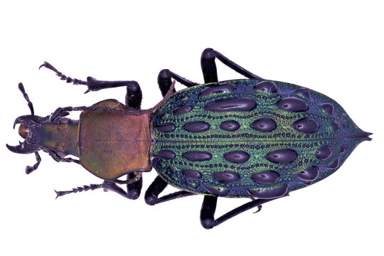 Ground beertle Carabidae Carabus Coptolabrus pustulifer mirificus in close view