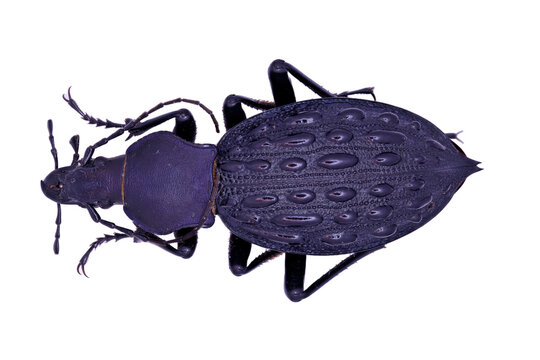Ground beetle Carabidae Carabus Coptolabrus pustulifer in close view