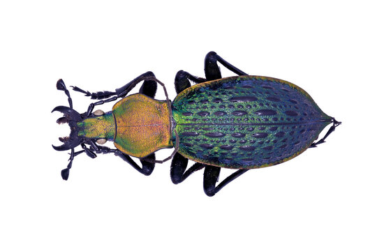 Ground beetle Carabidae Carabus Coptolabrus lafossei in close view