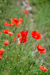 Fototapeta na wymiar Red poppy flowers bloom among green grass in summer field