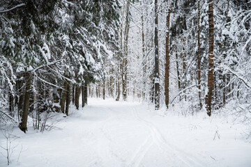 Snowy footpath with ski trails among snow-covered trees in winter forest