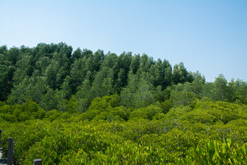 forest and sky