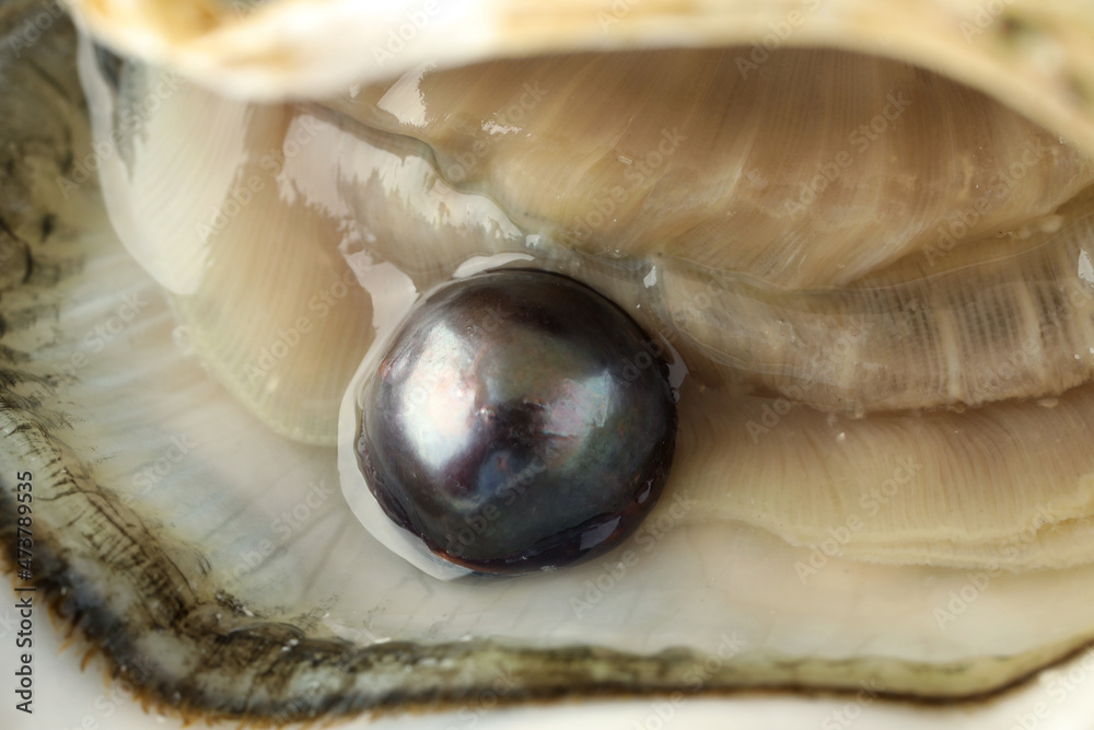 Wall mural Open oyster with black pearl, closeup view