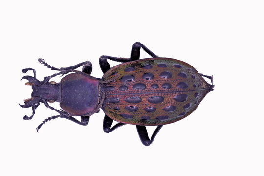 Ground beetle Carabidae Carabus Coptolabrus augustus ignigena from China