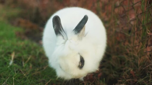 Cute white dwarf rabbit sitting in the yard with green grass