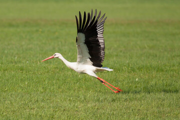 Storch im Landeanflug