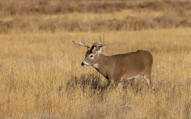 Naklejka na ściany i meble Buck Whitetail Deer in the Rut in Colorado in Autumn