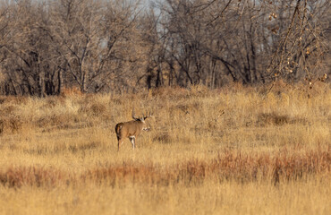 Fototapeta na wymiar Buck Whitetail Deer in the Rut in Colorado in Autumn