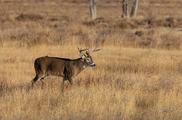 Obraz na płótnie Canvas Buck Whitetail Deer in the Rut in Colorado in Autumn