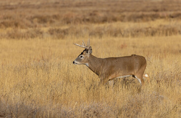 Naklejka na ściany i meble Buck Whitetail Deer in the Rut in Colorado in Autumn