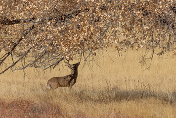 Buck Whitetail Deer in the Rut in Colorado in Autumn
