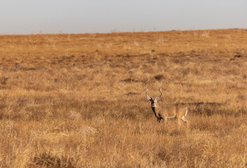 Buck Whitetail Deer in the Rut in Colorado in Autumn