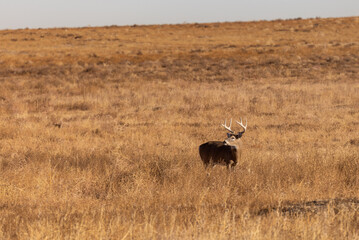 Naklejka premium Buck Whitetail Deer in the Rut in Colorado in Autumn