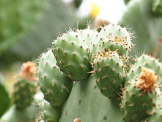 close-up of prickly pear cactus with flower,  Opuntia species or nopal