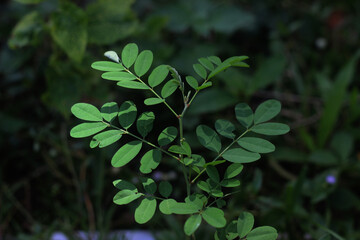 clover in the forest