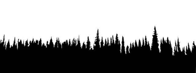 Fir coniferous trees forest illustration. Cut out graphic on a white background. Vector. 