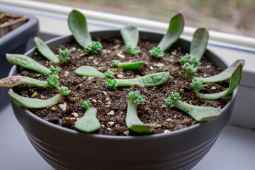Baby succulents germination in the pot