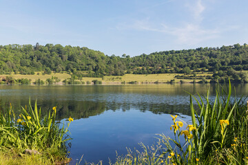 Yellow flag (Iris Pseudacorus) blooming on shore of Schalkenmehrener Maar