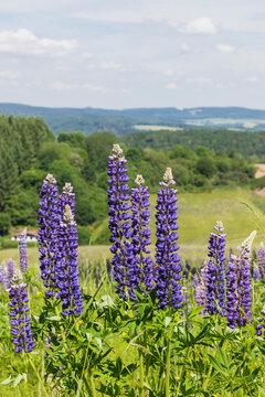 Purple lupine blooming in summer meadow