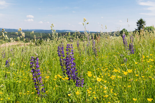 Purple lupine blooming in summer meadow