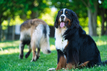 ドッグパークで座るバーニーズマウンテンドッグ