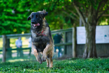 ドッグパークを勢いよく走るレオンベルガー