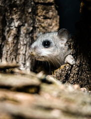 Edible dormouse (Glis glis) pup foraging at night