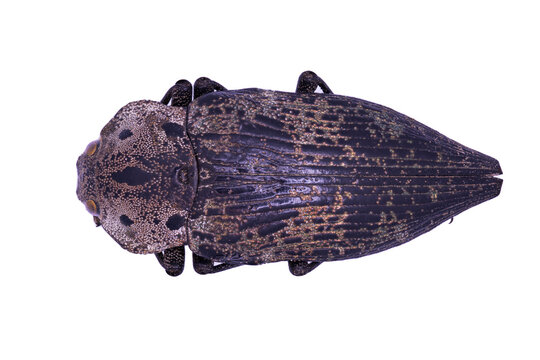 Buprestidae Capnodis miliaris from Central Asia in close view