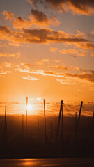 Fototapeta premium Hopfen Felder Süddeutschland