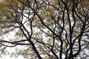 tree branches against sky