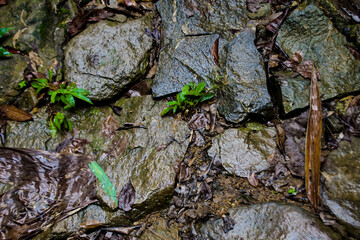 Background Close-up view of wet rock
