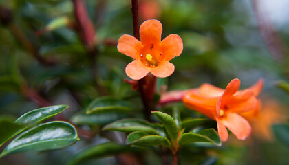 Rhododendron 'Lucy  Sorensen' -  orange flowering plant.