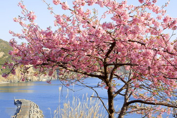 Fototapeta premium 海沿いに咲く河津桜 
