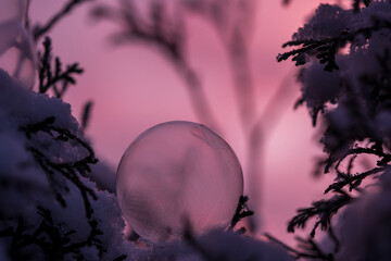 frozen soap bubble at a very cold morning in a cold blue pink light