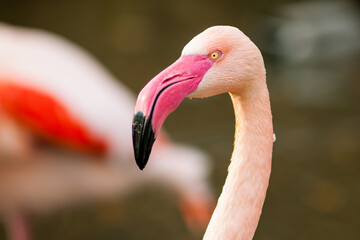 Flamingo Nahaufnahme