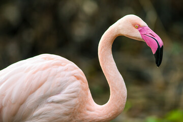 Flamingo Nahaufnahme