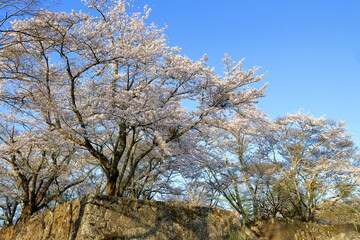城跡の桜