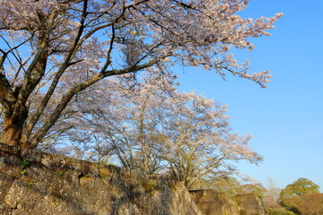 城跡の桜