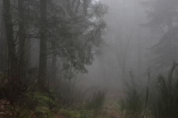 Chemin de montagne dans le brouillard