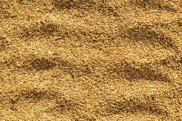 rice paddy stock on close up for rice before threshing or in the husk dry process with sun top view