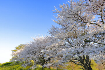 Fototapeta premium 桜並木